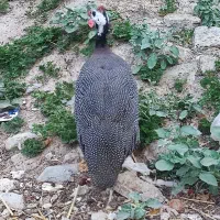 مرغ شاخ دار
