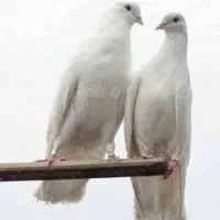کبوتر