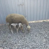 گوسفند بره مار