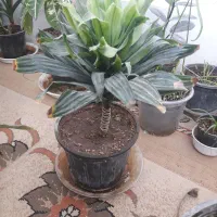 گل دوتا باهم ۲۵۰