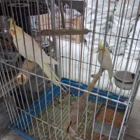 یک جفت عروس هلندی