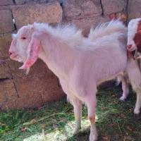 نری|حیوانات مزرعه|بم, |دیوار