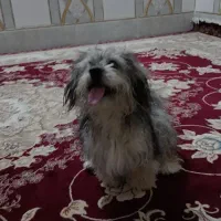 سگ شیتزو