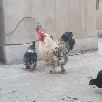 خروس