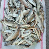 ماهی تازه روخانه تازه قیمت مناسب