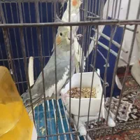 عروس هلندی