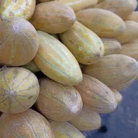 خربزه مشهدی کیلو 30 تومن و 20 تومن
