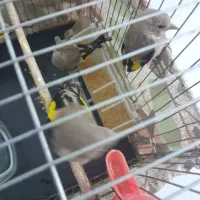 جوجه سهره وسهره کار بخون دارم