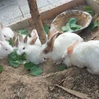 خرگوش