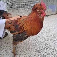 خروس سلطان پا پر