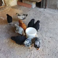 جوجه مرغ وخروس