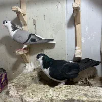 ساده سیاه و امری ماده