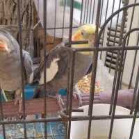 ۱ جفت عروس هلندی مولد تخم گذار