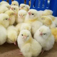 جوجه راس ۳۰۸ گوشتی