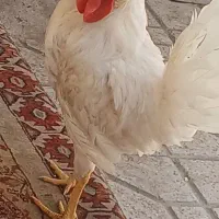 خروس