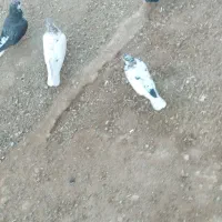 ده عدد گونی آردی کود کبوتر به فروش می‌رسد