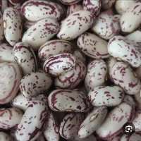 لوبیا چیتی