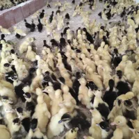 جای بلا استفاده داری با هم جوجه‌کشی کنیم