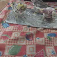 عروس هلندی
