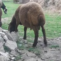 گوسفند افشاری آس