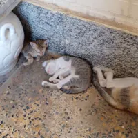 فروختن