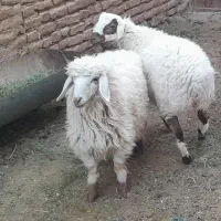 بره نر