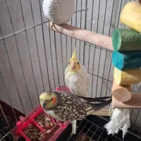 یک جفت عروس هلندی جوان با تخم