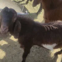 کهره نر