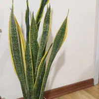 گل سانسوریا