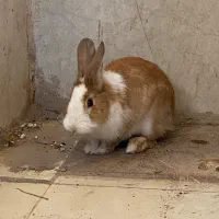 خرگوش بازیگوش