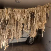 پشم بهاره شسته شده