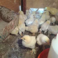 جوجه برهما و تخم مرغ نطفه دار