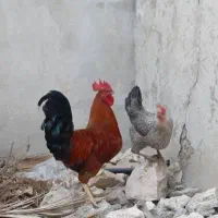 خروس و مرغ