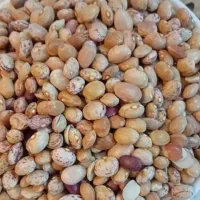 لوبیا چیتی ایرانی
