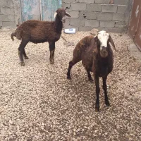 بره نر