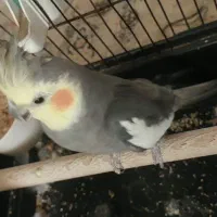 عروس هلندی  سخنگو