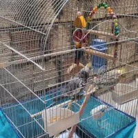 واگذاری یک جفت عروس هلندی تخم گذار