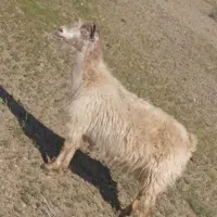 چپش گیسه بز|حیوانات مزرعه|جیرفت, |دیوار