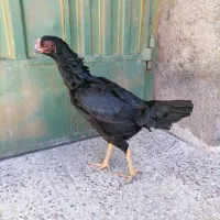 لاری