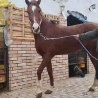 اسب ( نَریون) فروشی