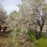 باغ میوه بادام شاهرودی