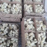 جوجه گوشتی توپل
