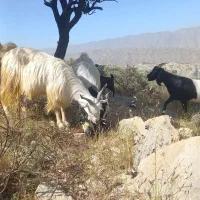 بزکهردار