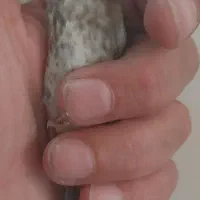 جوجه سهره نوک بادمجونی