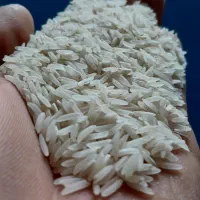 برنج فجر