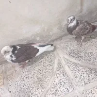 کفتر
