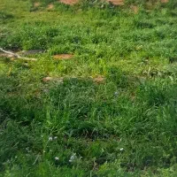 زمین مسکونی آراسته ۸
