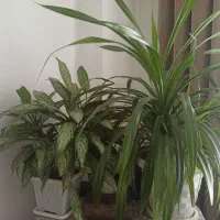 فروش تعدادی گل طبیعی