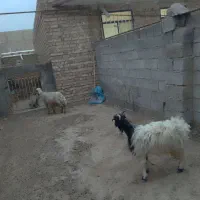 میش قربانی