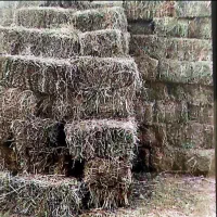 فروش ۴۰۰ بسته علف